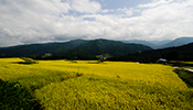 ブレンド米／島根産「きぬむすめ（石見高原ハーブ米）」（特別栽培米 平成25年産）
